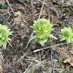 猿倉温泉 - 蕗の薹