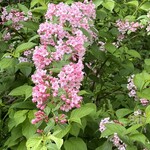 猿倉温泉 - タニウツギの花も最盛期です