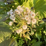 猿倉温泉 - 蕗の薹も、とうが立つどころか、満開です