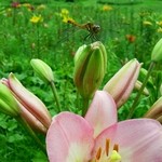 レストラン ペニーレイン - 