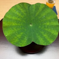 徳ㇵ本也 - 
