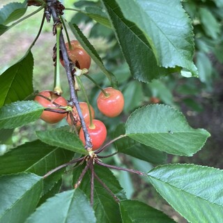 アグリパーク竜王_1