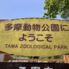 多摩動物公園 コアラ下売店