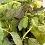 302498335 - ハーブ