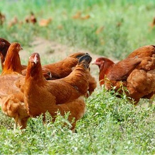 Hinai chicken, one of Japan's three most delicious chickens