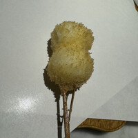 花林糖 - 