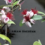 amam dacotan - 外観
