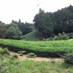 生粉打 作美 - お店の前の茶畑♪
