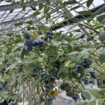 IRAGOﾌﾞﾙｰﾍﾞﾘｰ - 