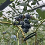 IRAGOﾌﾞﾙｰﾍﾞﾘｰ - 