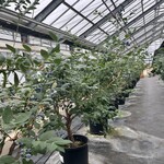 IRAGOﾌﾞﾙｰﾍﾞﾘｰ - 