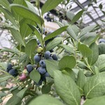 IRAGOﾌﾞﾙｰﾍﾞﾘｰ - 