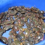 Patong Seafood - お店に入ると生簀や置かれたタライの中の生きた魚介や氷の上に並んだ新鮮な魚を選んで調理してもらう方式、値段は魚の重さで変わるみたいでした。