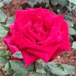 食事処 ときわ - おまけ　食べた後のウォーキングで寄った旧古河庭園のバラ園