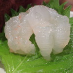 二代豊国 - 活け団扇海老　熊本