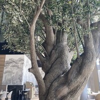 ジャヌ メルカート - 