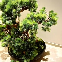 創作料理 FANCL令和本膳 - 