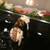 金寿司 - 料理写真:1度軽く炙って三条漬と一緒に♪♪
          
          シャリ、ガリ、ワサビ黒子が主役を引き立てるいい仕事