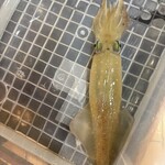 旬魚 たつみ 鳥取店 - 