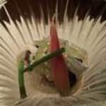 土佐料理 祢保希 - 