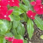 銀座に志かわ - 赤い色の方が目立つかもしれないが、藤色も素敵だった