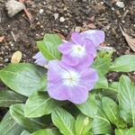 銀座に志かわ - 入り口のそばに、こんな素敵なお花が❣️