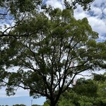 にしむら - 雲が散る空色に、この時期の新緑って本当に映えるんだよな。