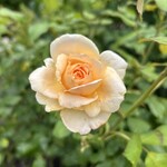 にしむら - 中央の淡くても芯のあるようなオレンジの色味が好き。