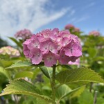 にしむら - スカイブルーとのコントラストが映える。