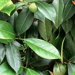 ひろ作 - 実がなってきました〜。②