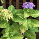 ひろ作 - お花が咲いてきました〜。③