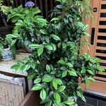 ひろ作 - 実がなってきました〜。①