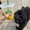 スターバックスコーヒー 日本医科大学付属病院店