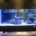 鉄板DINING集 - サメが回遊する４mの巨大水槽