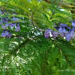 海幸楽膳 釜つる - 