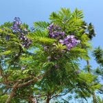 Himono Dining かまなり - 