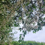 勝沼ゴルフコース・レストラン - 