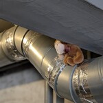 MISO - ここにも、申年の店主を温かく見守る可愛いお猿さん