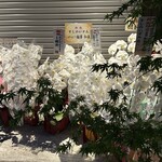 すしのいずみ - 