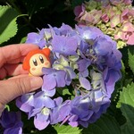 喫茶tton - トトンさん前の紫陽花とワドさん