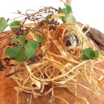 ル・ジュー・ドゥ・ラシエット  - ランチ7皿コース 5040円 の稚鮎と牛蒡のフリット オキザリスの葉と三つ葉添え