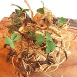 ル・ジュー・ドゥ・ラシエット  - ランチ7皿コース 5040円 の稚鮎と牛蒡のフリット オキザリスの葉と三つ葉添え