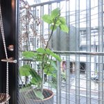 ル・ジュー・ドゥ・ラシエット  - 店内のテーブル席の風景です