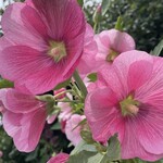 そば処 砂武縞 - 