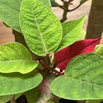 そば処 砂武縞 - 