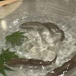 鮨 こん藤 - 活きがいい〝稚鮎〟