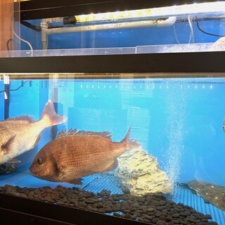 特別コース新登場☆豊洲市場直送の活魚がいただけます◎