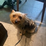 ア フェネステッラ - 