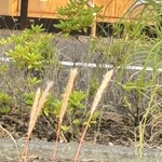 三郷煎餅 - 既にススキ？