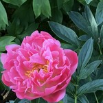 プラナス - ぼたん園